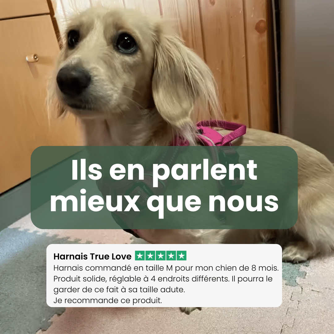 avis harnais anti traction reflechissant true love