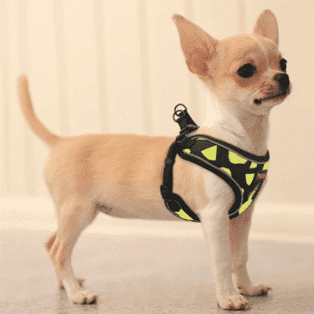 Chihuahua avec harnais ANANAS