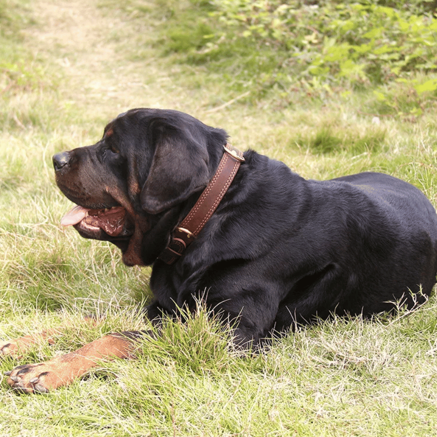 Collier pour chien en cuir de vache