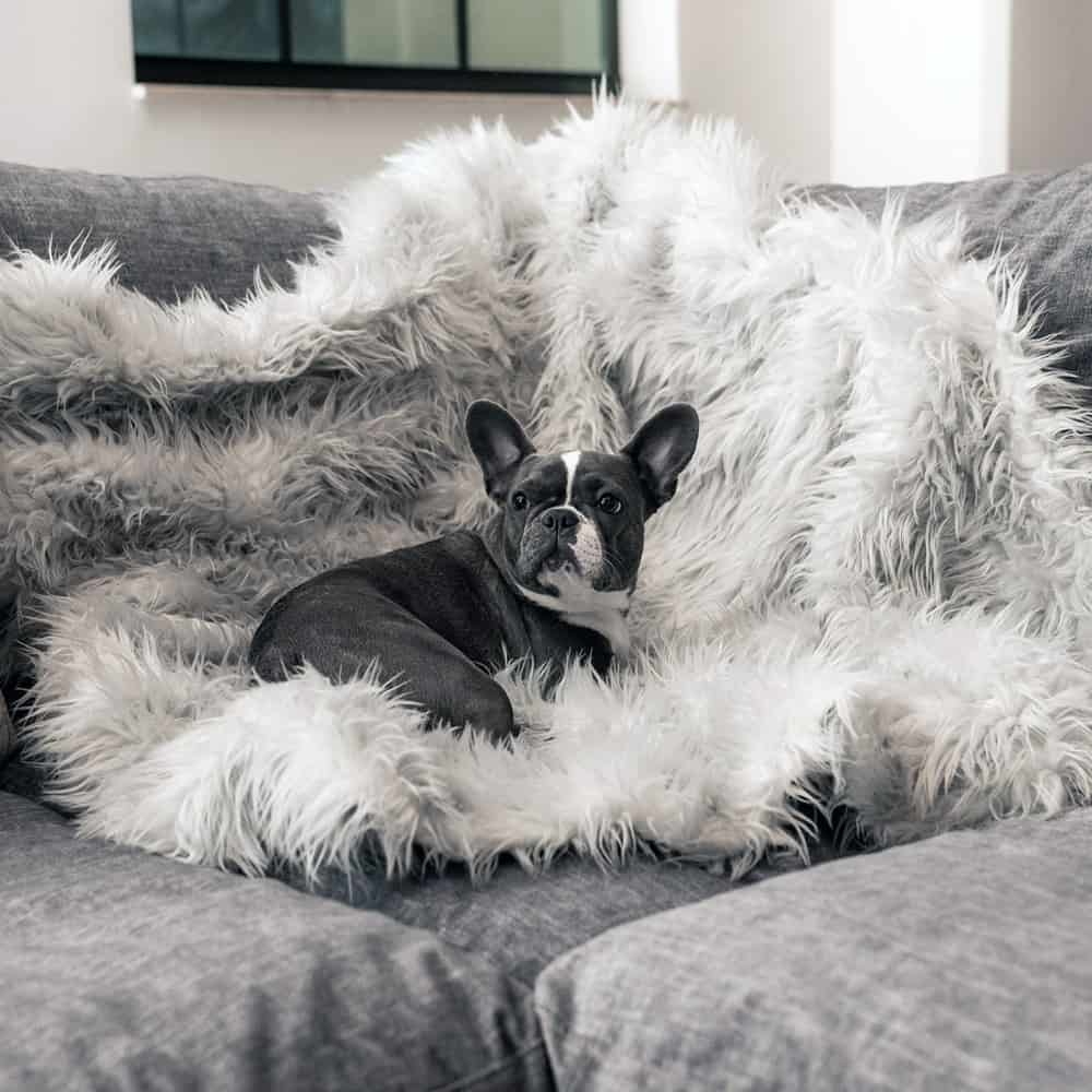 couverture plaid apaisante pour chien en fausse fourrure grise