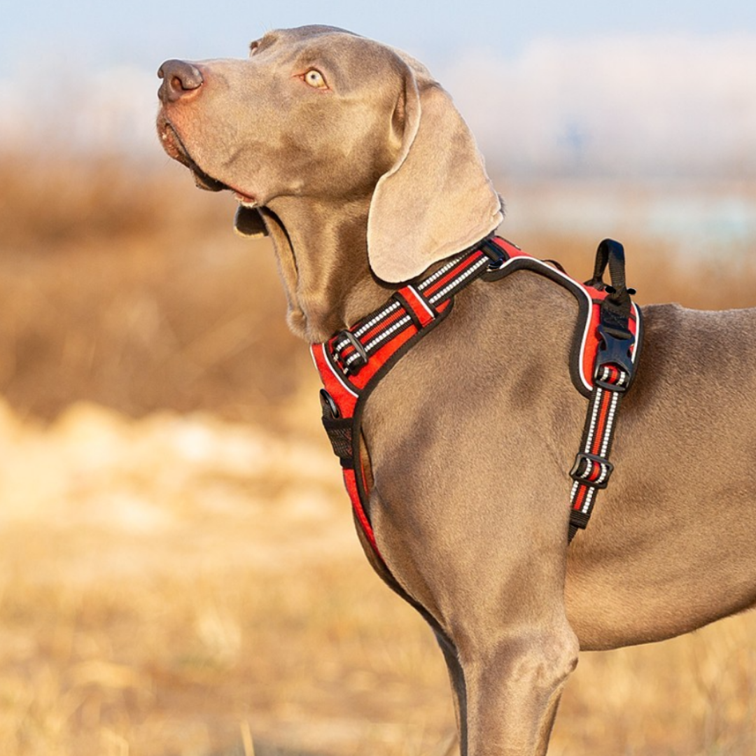 harnais anti traction reflechissant true love braque