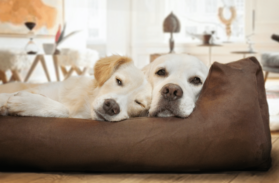 Pourquoi un bon couchage pour vos animaux domestiques est important