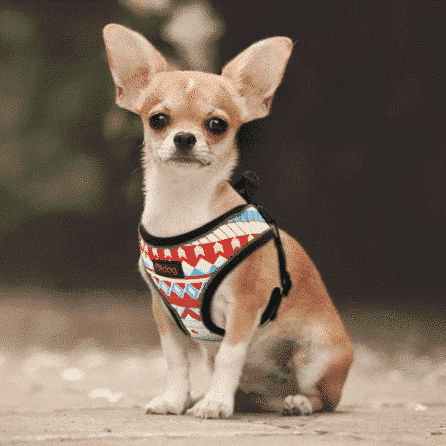 Chihuahua avec harnais petit chien LOSANGE