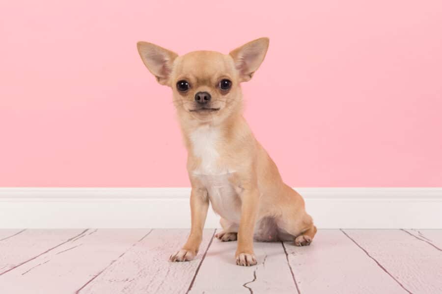 Chihuahua assis devant mur rose