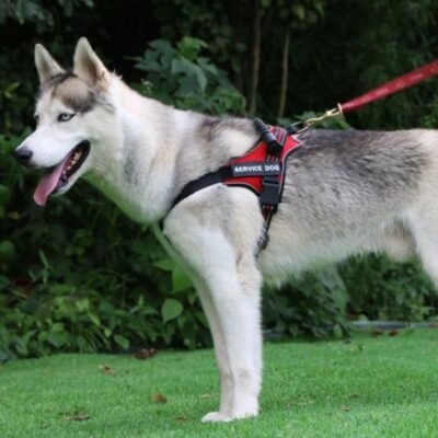 Harnais pour Husky confortable rouge Harnais pour Husky confortable rouge
