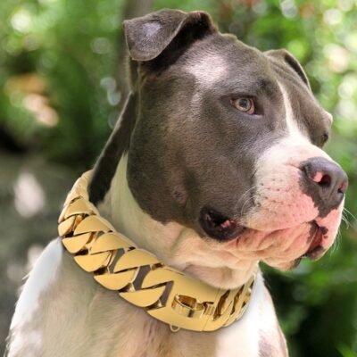 Quel taille de collier pour un chien ? Quel taille de collier pour un chien ?