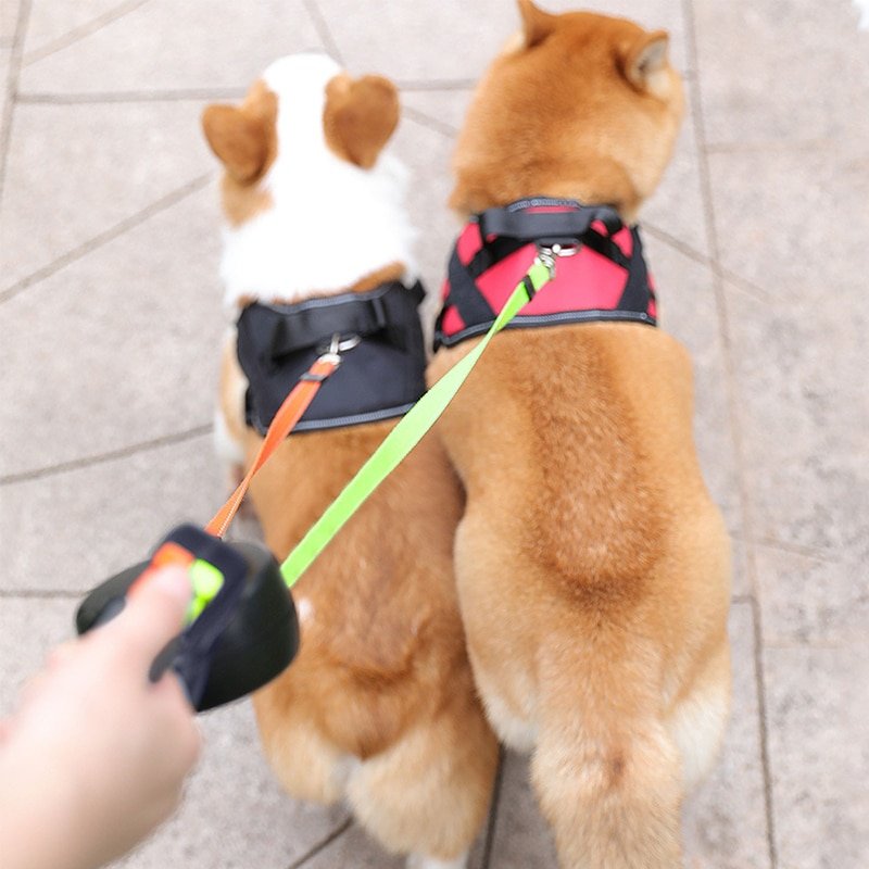 Laisse Rétractable Double Pour 2 Chiens - 10 Pieds, LED, Sac Poubelle, Anti-Enroulement, Jusqu'à 50kg