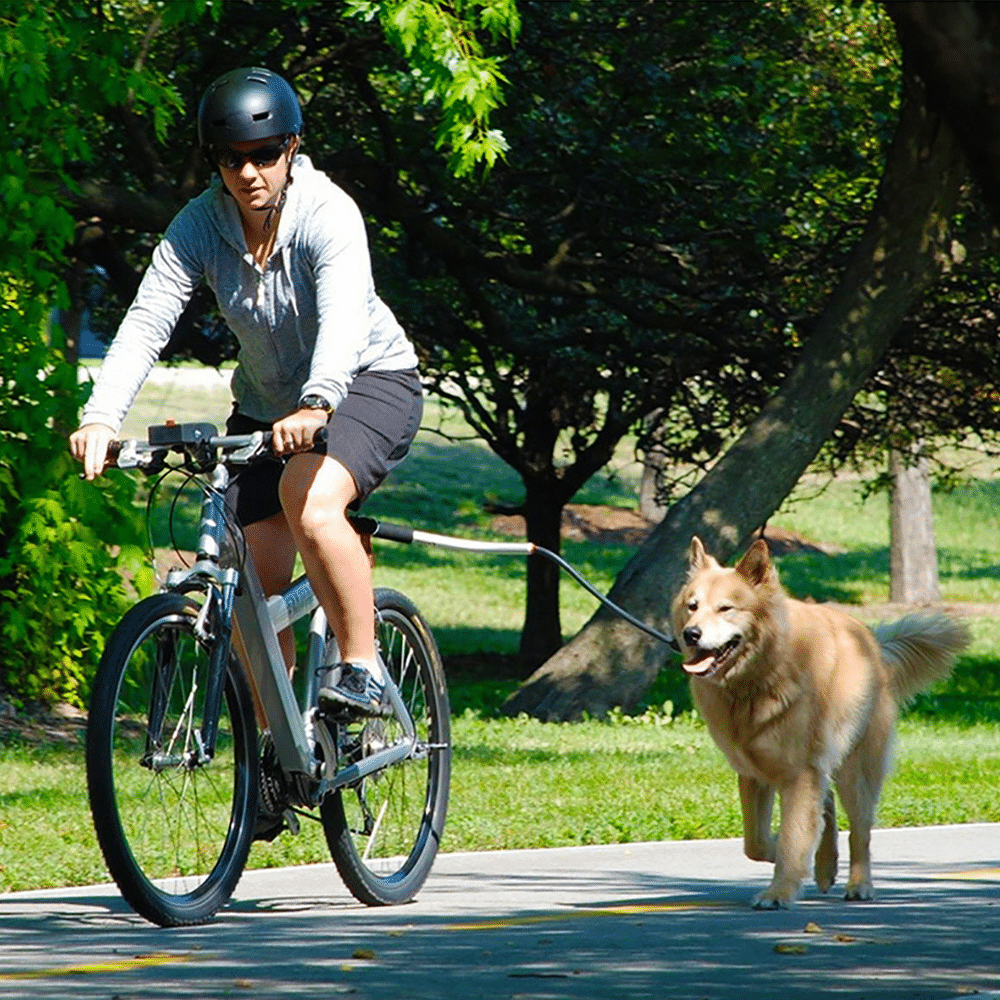 Laisse chien vélo en acier inoxydable