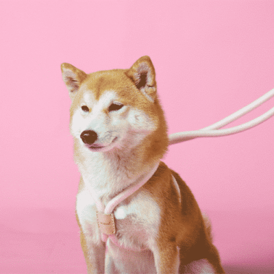 Laisse harnais en corde pour chien fonction 2 en 1 Laisse harnais en corde pour chien fonction 2 en 1