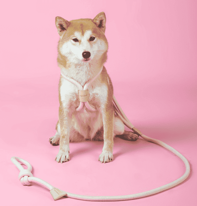 chien avec laisse harnais en corde pour chien rose