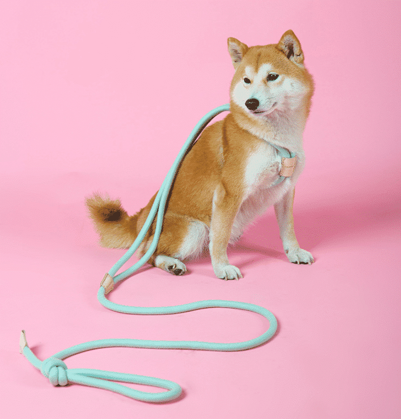 laisse harnais en corde pour chien