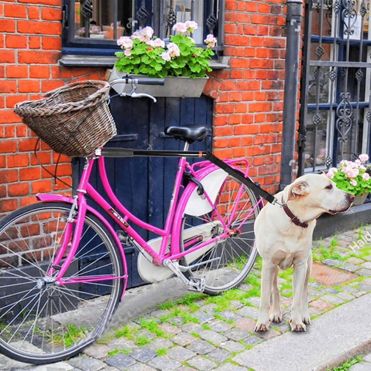 Laisse vélo pour chien détachable