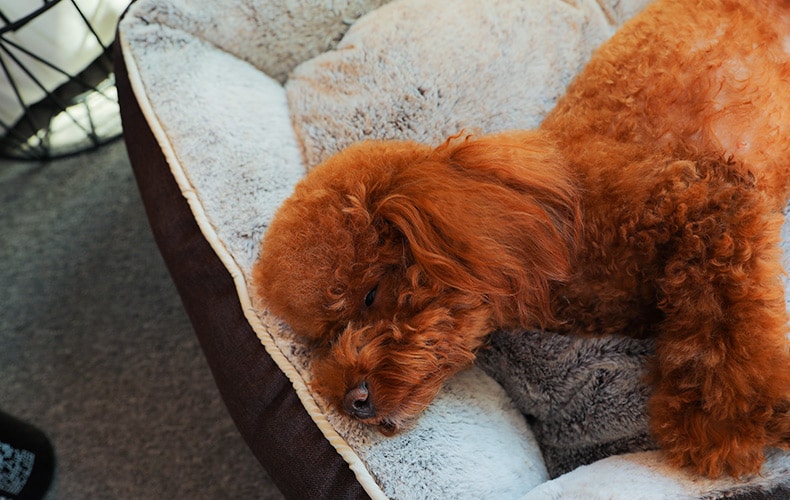 Petit chien qui dort dans panier anti stress déhoussable pour petit chien