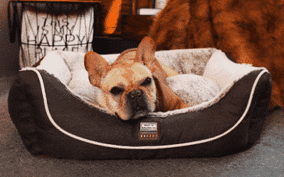 Bouledogue français dans chien dans panier anti stress déhoussable pour petit chien