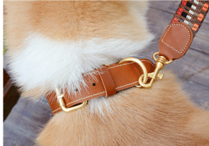 Quel taille de collier pour un chien ?