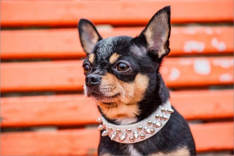 Collier Chihuahua