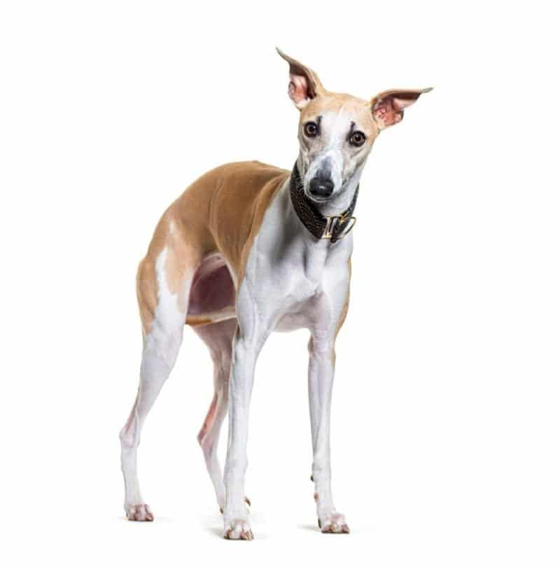 Collier Whippet