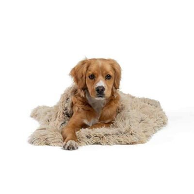 Comment choisir une couverture anti odeur pour chien ? Comment choisir une couverture anti odeur pour chien ?