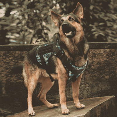 Harnais militaire pour Berger Allemand Harnais militaire pour Berger Allemand
