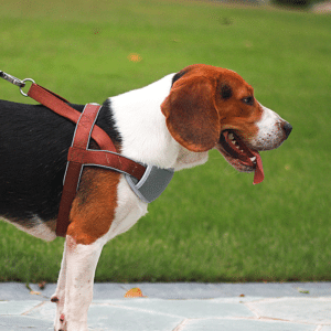 Quel est le meilleur harnais pour chien ?