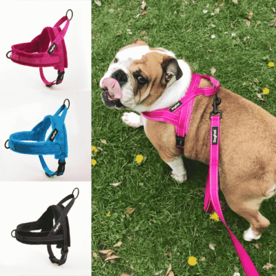 Harnais pour Bulldog Anglais confortable Harnais pour Bulldog Anglais confortable