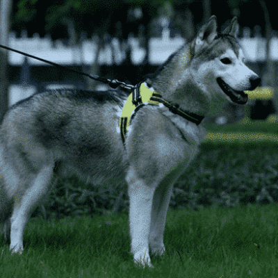 Harnais pour Husky confortable Harnais pour Husky confortable