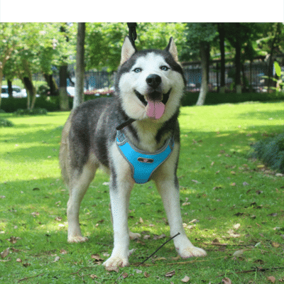 Harnais pour Husky ergonomique Harnais pour Husky ergonomique