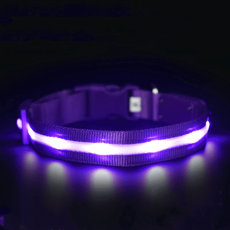 collier lumineux pour chien violet à chargement usb