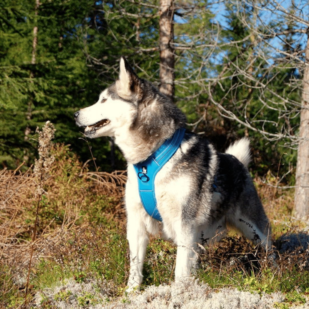 harnais anti traction true love grand chien bleu