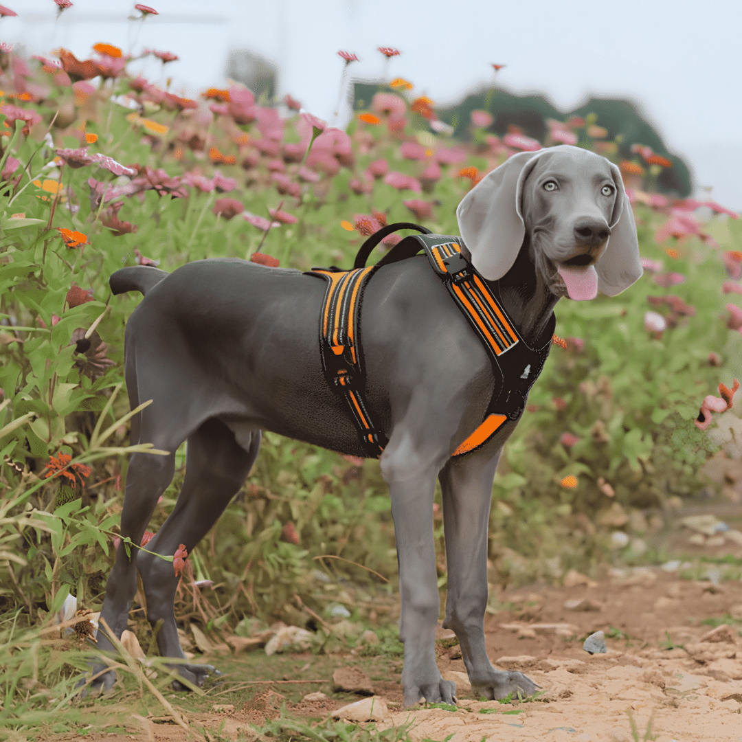 harnais anti traction true love grand chien orange