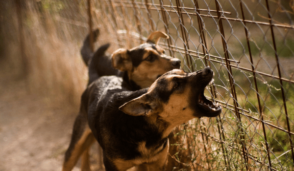 La solution pour les chiens bruyant, le collier anti-aboiement ?