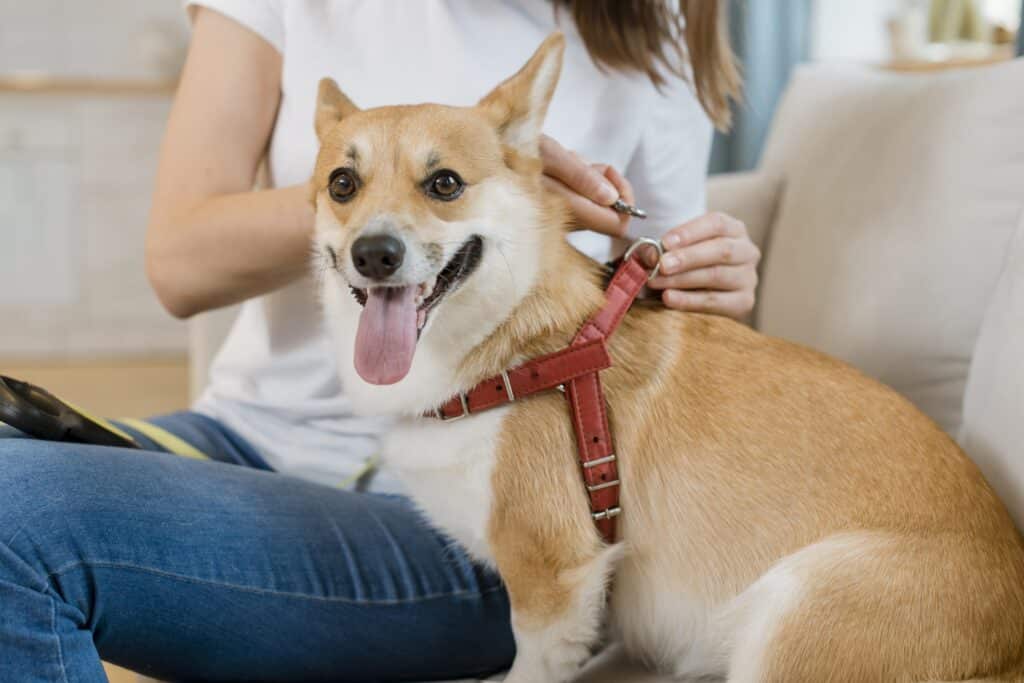 Comment mettre un harnais pour chien  ?