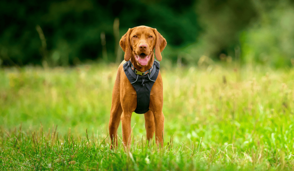 le Harnais Anti Traction : La solution contre les chiens qui tirent ?