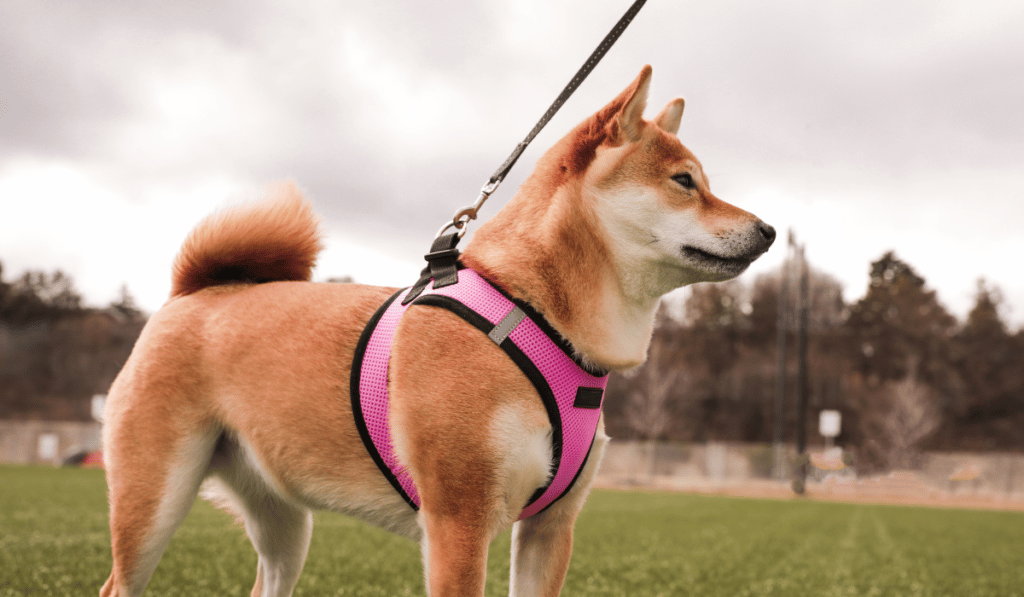 Comment choisir la bonne taille de harnais pour chien ?
