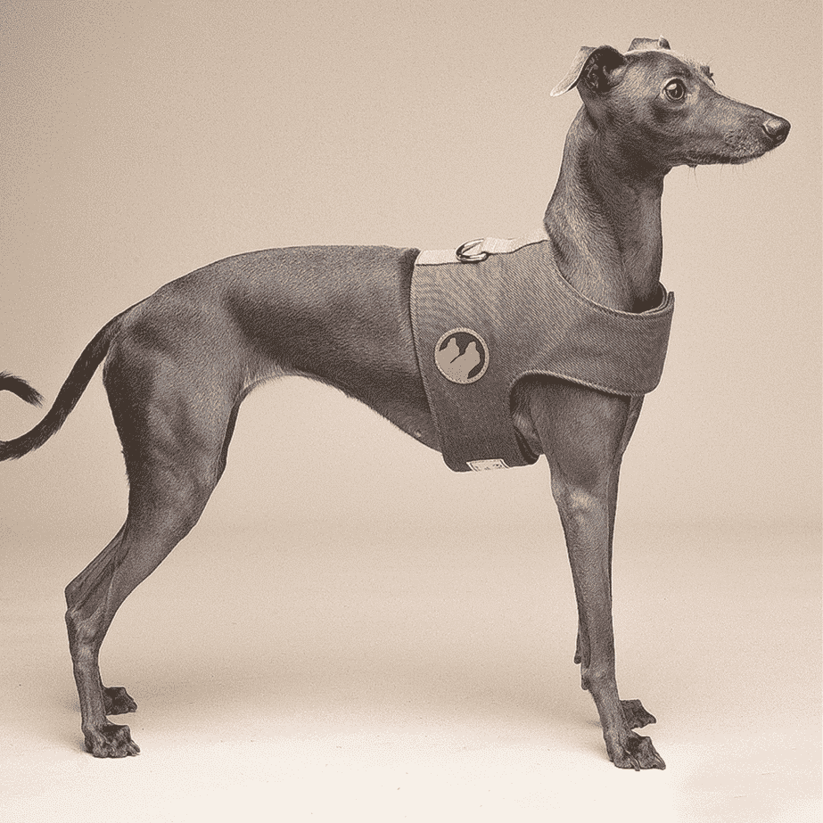 Manteau-luxe-Whippet-gris
