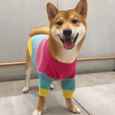 Pull en laine pour chien arc-en-ciel Pull en laine pour chien arc-en-ciel