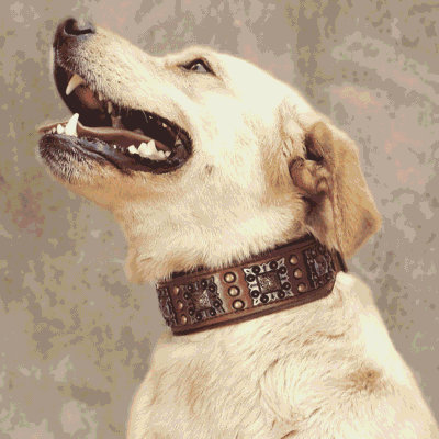 Quel taille de collier pour un chien ? Quel taille de collier pour un chien ?