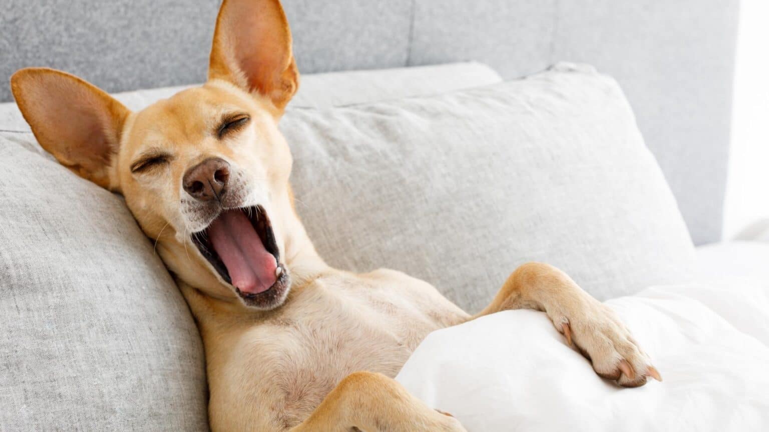 Comment faire dormir son chien dans son panier