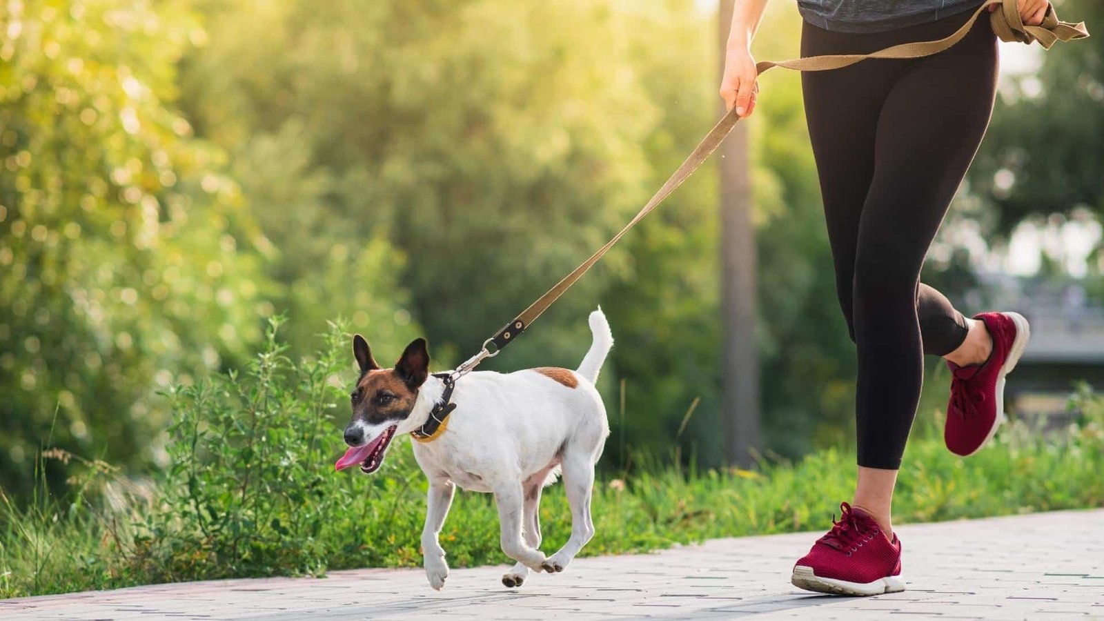Pourquoi mon chien ne veut pas mettre sa laisse