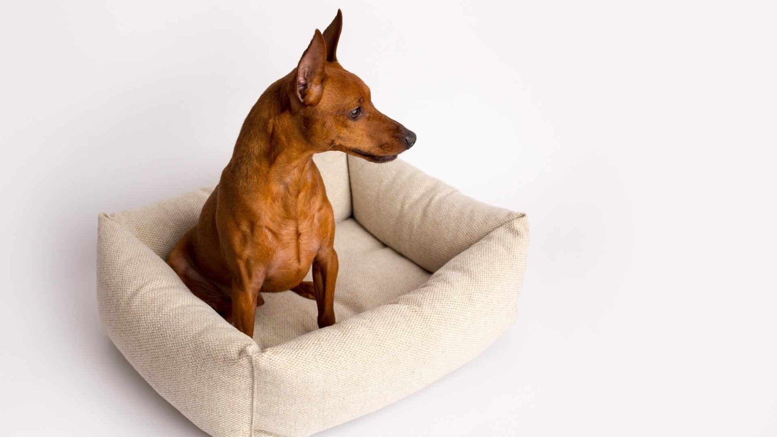 Quelle taille de panier pour chien moyen