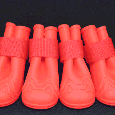 Habits Chien Habits Chien