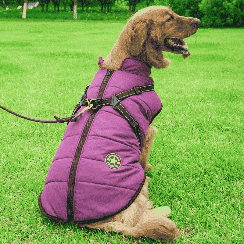 Manteau-chein-harnais-violet