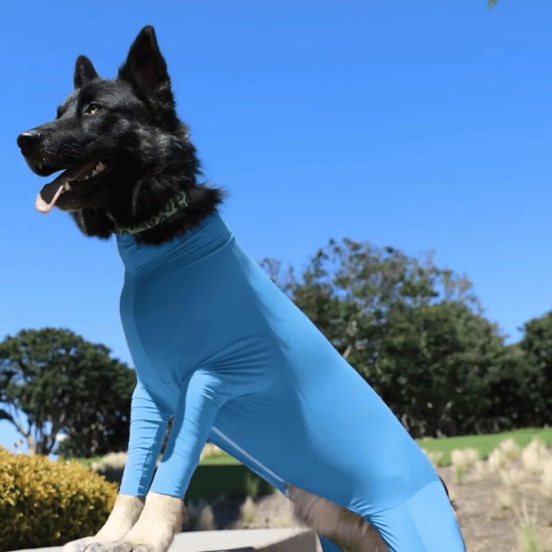 Combinaison intégrale pour chien