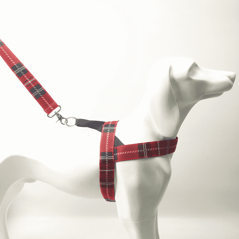 Harnais-style-ecossais-dogue-argentin