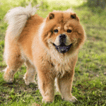Collier Chow Chow