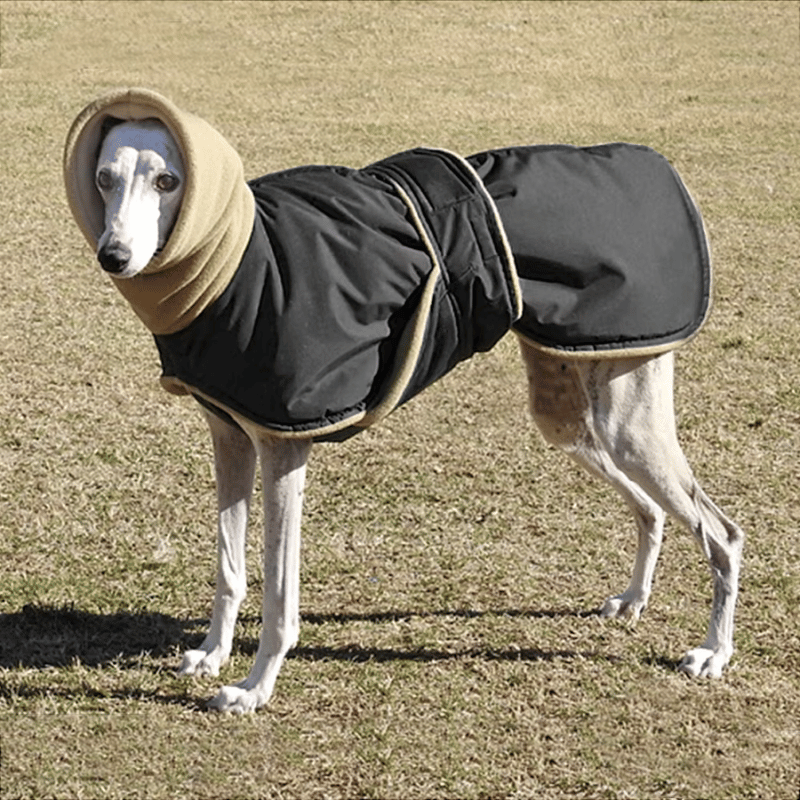 Manteau waterproof pour whippet