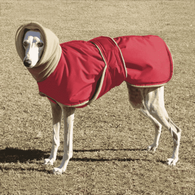 Manteau waterproof pour whippet Manteau waterproof pour whippet