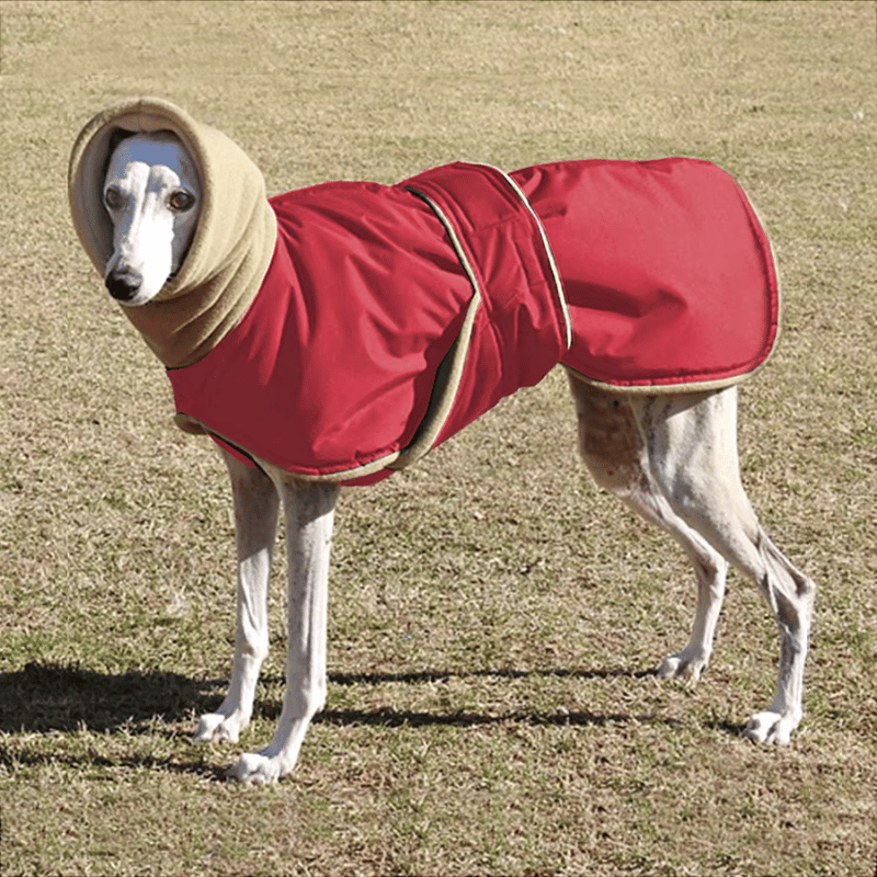 Manteau waterproof pour whippet