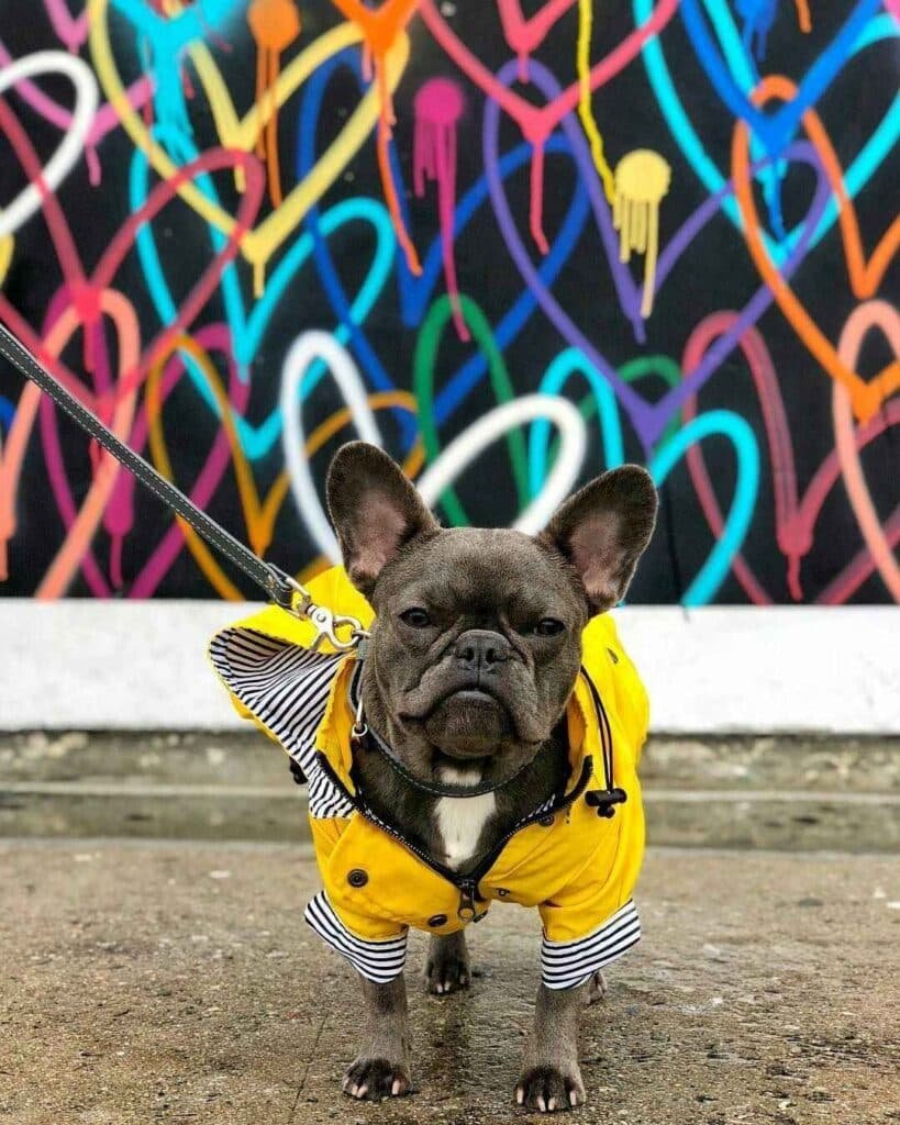 Sitemapcdatahttpsfedykniqoocommanteau Pour Bouledogue Francaisnull