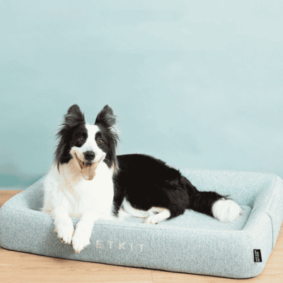 Panier memoire forme Border Collie